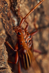 Red Drill Chydarteres striatus perched in a tree.