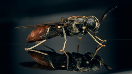 Details of a Soldier Fly perched on its reflection on a black background. Hermetia illucens