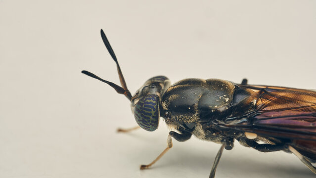 Details of a Soldier Fly perched on a white surface. Hermetia illucens
