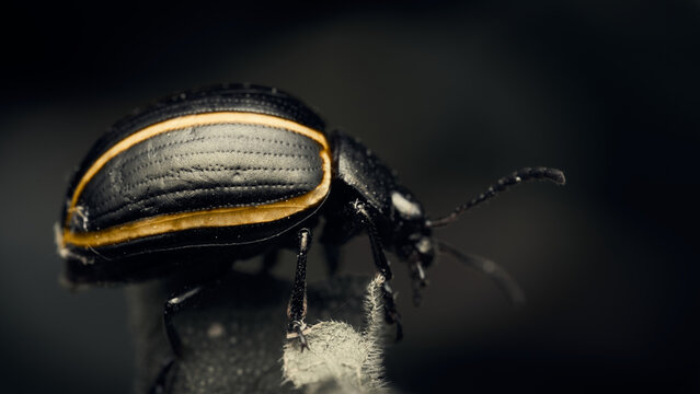 Details of a black beetle with yellow lines on a desaturated background. - Powered by Adobe