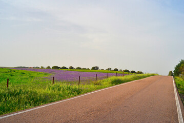road to infinity surrounded by flowers in spring and with blue sky
