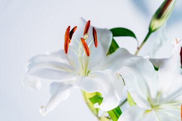 Closeup of blooming lilies with a focus on stamens with pollen. Flower pollination. Beautiful white lilies. Flower blossom. Floral background. Selective focus.