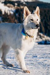 White dog stands on the snow among mountains and forest