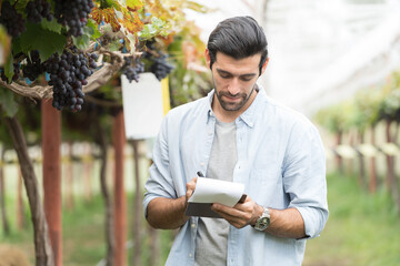Fototapeta premium Commercial Grape Vineyard Farming. Male farmer worker or winemaker inspecting quality of freshly Black Opal Grapes during harvest season for highest quality agricultural product in commercial vineyard