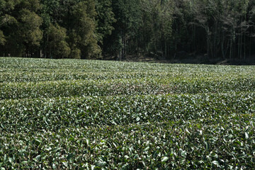 収穫を迎えた茶畑