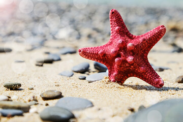 Red starfish on a sandy beach on a sunny day.