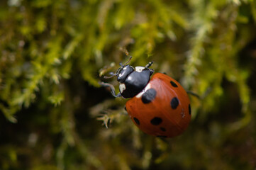 Coccinella septempunctata - Seven-spot Ladybird - Coccinelle à 7 points