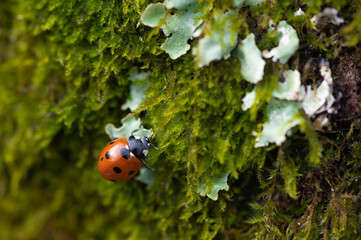Coccinella septempunctata - Seven-spot Ladybird - Coccinelle &agrave; 7 points