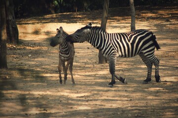 zebra in the zoo