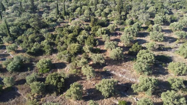 Aerial view of farmland in Lefkada island in Greece. There is cultivation of olive, with many olive trees.