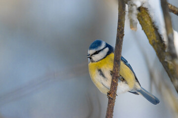 blue tit sitting on a branch, close-up, parus major