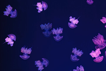 Obraz na płótnie Canvas Shooting macro Lychnorhiza lucerna underwater