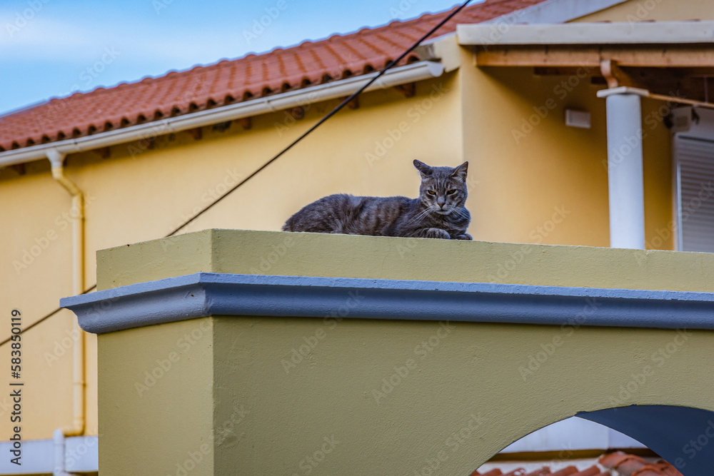 Wall mural Cat on a wall in Moraitika seaside town on Corfu Island, Greece