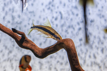 Fototapeta premium Underwater shot of fish Chromobotia macracanthus