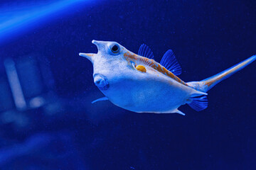 Underwater shot of fish Lactoria cornuta