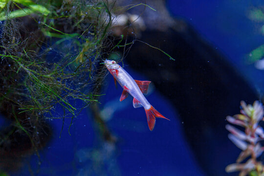 Underwater shot of a fish labeo frenatus glofish