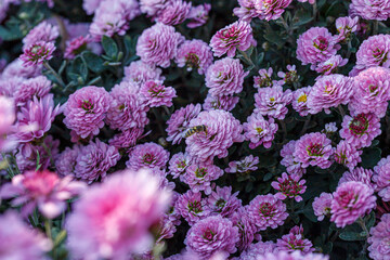 beautiful chrysanthemum flower bushes pink colors