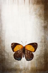 butterfly on grunge background