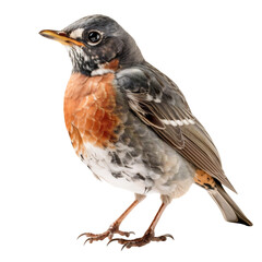 Fototapeta premium A robin perches gracefully, showcasing its redbreast in a stunning portrait. Generative AI.