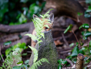 Urban fox cubs playing and exploring