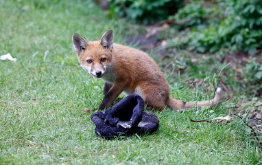 Urban fox cubs playing and exploring