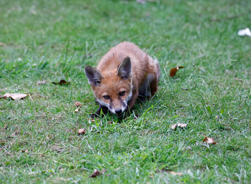 Urban fox cubs playing and exploring