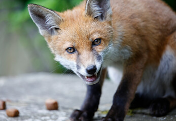 Urban fox cubs playing and exploring