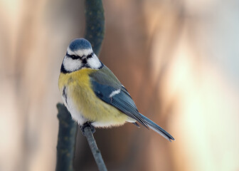 beautiful great blue tit on a tree branch