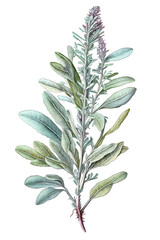 Sage (Salvia officinalis) isolated on white background. Generative AI illustration in realistic watercolor style