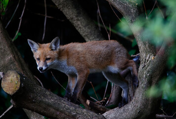 Urban fox cubs playing and exploring