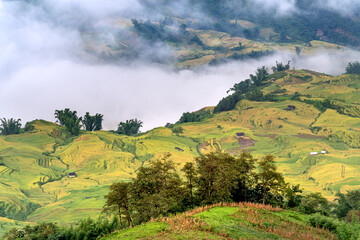Fototapeta premium Admire the beautiful terraced fields in Y Ty commune, Bat Xat district, Lao Cai province northwest Vietnam on the day of ripe rice harvest. 