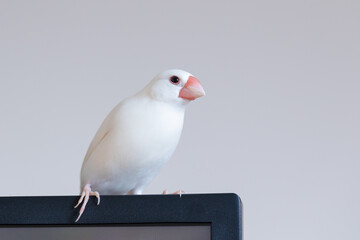 放し飼いの白文鳥のオス