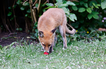 Urban fox cubs playing and exploring