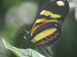 butterfly on leaf