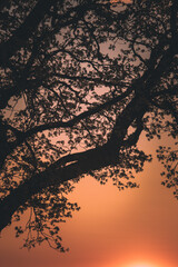 äste eines baumes vor dem licht des sonnenuntergangs in farbe
