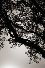 äste eines baumes vor dem licht des sonnenuntergangs