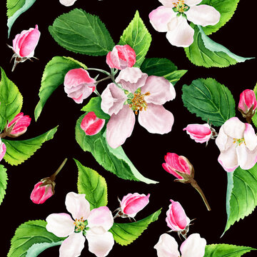 Watercolor seamless pattern with apple tree blooms. Isolated on black background