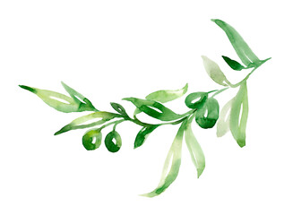 An olive branch with fruit and leaves. Isolated object on a white background. Watercolor illustration.