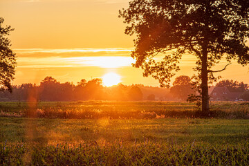 Fototapeta premium sonnenuntergang mit bäumen am feld in norddeutschland