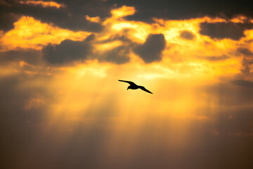 vogel vor wolken im sonnenuntergang am meer - obrazy, fototapety, plakaty
