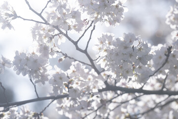 春の陽射しを浴びる桜　ソメイヨシノ