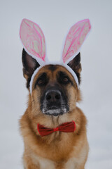 German Shepherd wears pink Easter bunny ears on head. Dog in hare costume against gray cloudy sky. Concept of pet celebrates Catholic Easter as person. Looks ahead with serious look.