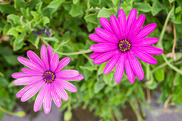two violet daisy flowers on its bush. Tenerife, Canary Islands, Spain