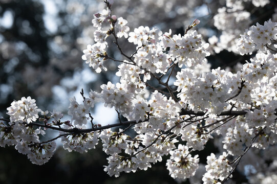 春の陽射しを浴びる桜　ソメイヨシノ
