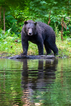 Adult brown bear (Ursus arctos), loooking for pink salmon on the shore of Lake Eva, Baranof Island, Alaska