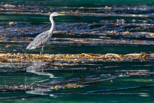 Adult great blue heron (Ardea herodias), in the Inian Islands in southeast Alaska