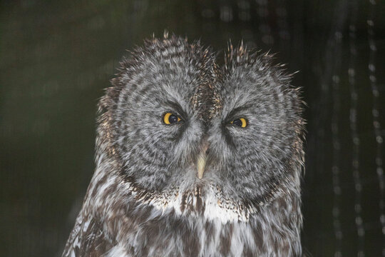 Great grey owl (Strix nebulosa), The Raptor Rehabilitation Center in Sitka, Alaska