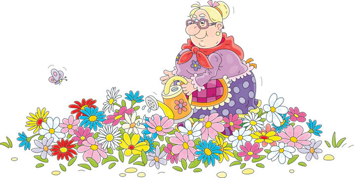 Happy granny watering colorful garden flowers on a pretty flowerbed on a sunny summer day, vector cartoon illustration isolated on a white background