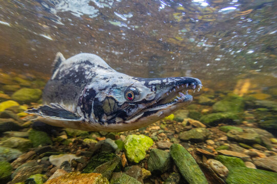 Adult pink salmon (Oncorhynchus gorbuscha), spawning in Fox Creek, Chichagof Island, Southeast Alaska