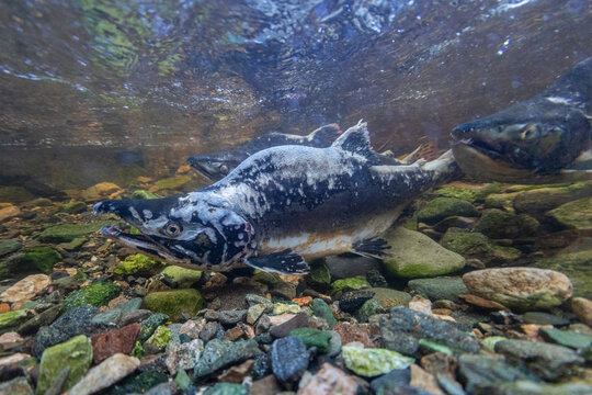 Adult pink salmon (Oncorhynchus gorbuscha), spawning in Fox Creek, Chichagof Island, Southeast Alaska
